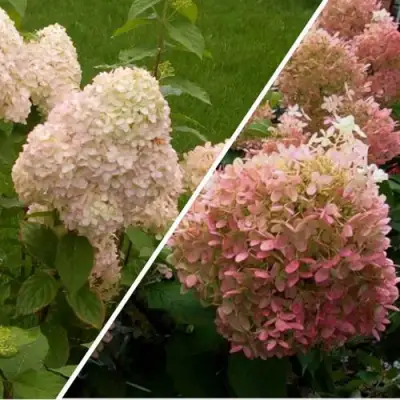 Комплект НЕЖНЫЕ ЧУВСТВА в Слониме