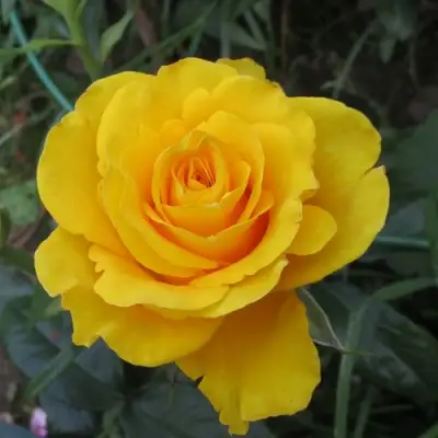 Роза КЕРИО чайно-гибридная в Слониме