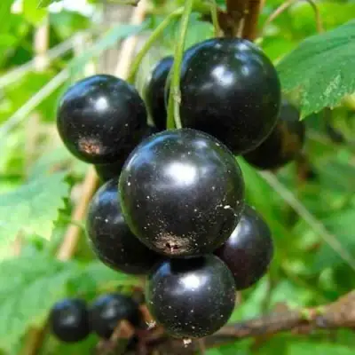 Смородина чёрная ЛЕНТЯЙ в Слониме