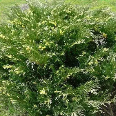 Можжевельник АНДОРА ВАРИЕГАТА горизонтальный  в Слониме