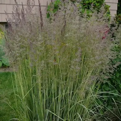 Вейник АВАЛАНШ остроцветковый в Слониме