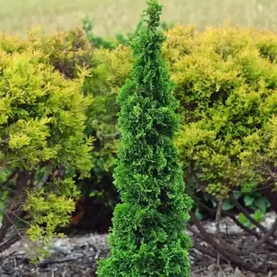 Туя СПИРАЛИС МИНИ западная в Слониме