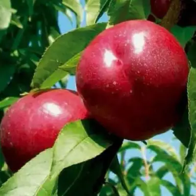 Нектарин МЕДВЕДЕВСКИЙ в Слониме