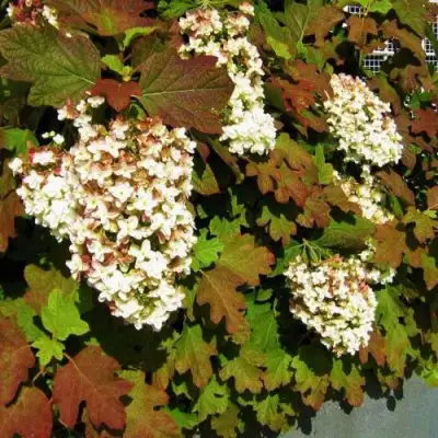 Гортензия БЛЭК ПОРШ дуболистная в Слониме