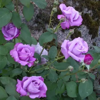 Роза СИЛЬВЕР СТАР чайно-гибридная в Слониме