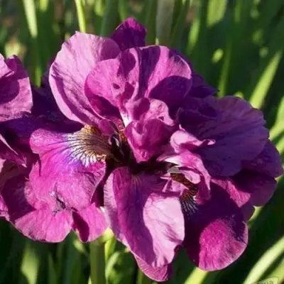 Ирис БАНДЛ ОВ ДЖОЙ сибирский в Слониме