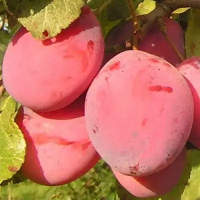 Слива ФАВОРИТЕ ДЕ СУЛТАНО в Слониме