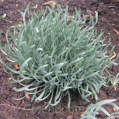 Лук СПИРАЛИС горный в Слониме