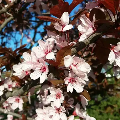 Слива ВУДИ растопыренная в Слониме