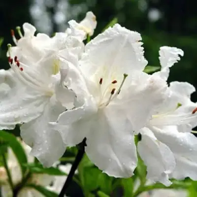 Азалия ОКСИДОЛ листопадная в Слониме