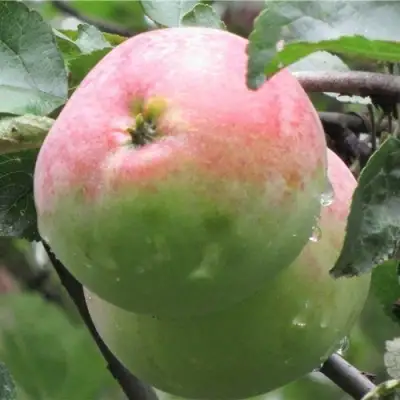 Яблоня МОСКОВСКОЕ ЗИМНЕЕ в Слониме