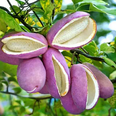 Акебия ПЯТЁРНАЯ  в Слониме