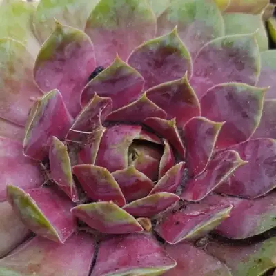 Молодило УФО в Слониме