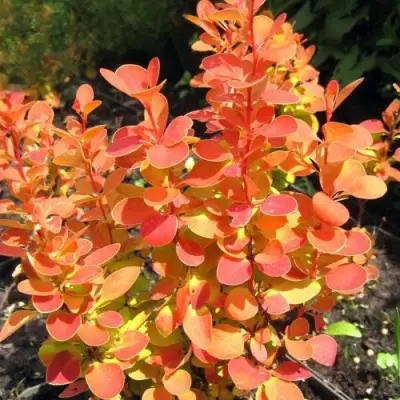 Барбарис ОРАНЖ ФАЙЕР тунберга в Слониме