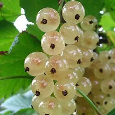 Смородина белая ЮТЕРБОРГСКАЯ в Слониме