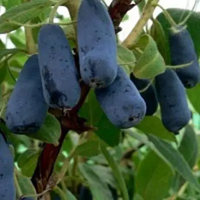 Жимолость съедобная ВОЛХОВА в Слониме