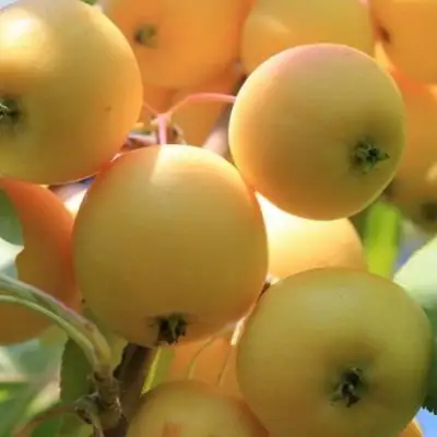 Яблоня УРАЛЬСКОЕ НАЛИВНОЕ в Слониме