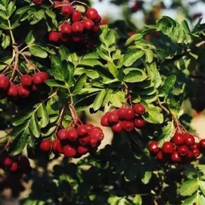 Рябина РУБИНОВАЯ сладкоплодная в Слониме