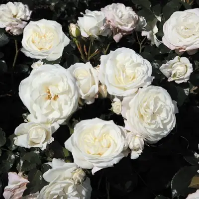 Роза АЛАБАСТЕР флорибунда в Слониме