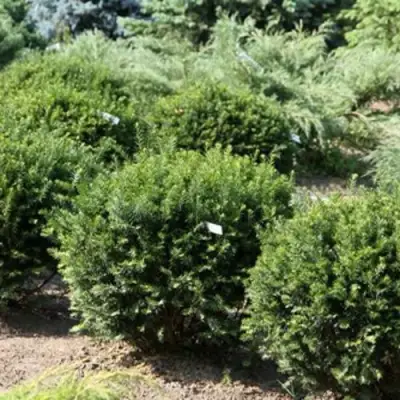 Тис НАНА остроконечный  в Слониме