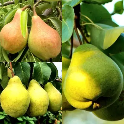 Комплект НАСТОЯЩИЙ ВОСТОРГ в Слониме