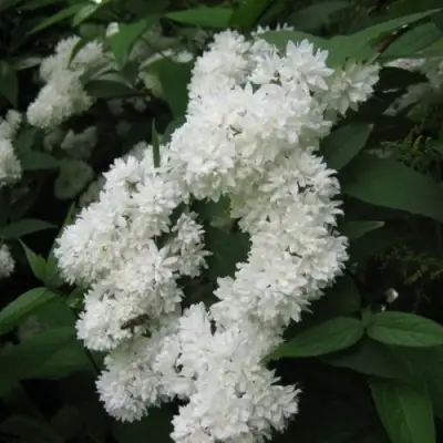 Дейция КАНДИДИССИМА шершавая в Слониме