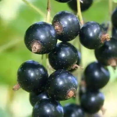 Смородина черная СТРЕЛЕЦ в Слониме