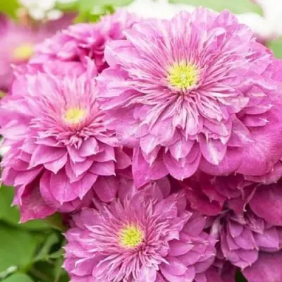 Клематис КАЙЗЕР в Слониме