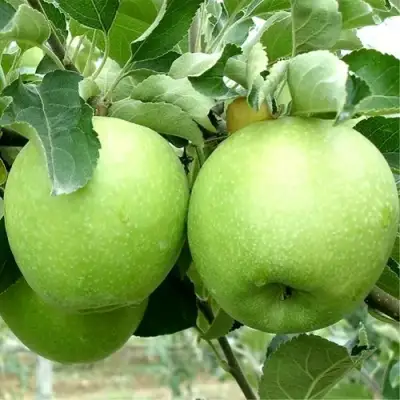 Яблоня РЕНЕТ СИМИРЕНКО в Слониме