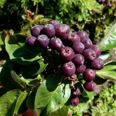 Рябина ЛИКЁРНАЯ сладкоплодная в Слониме