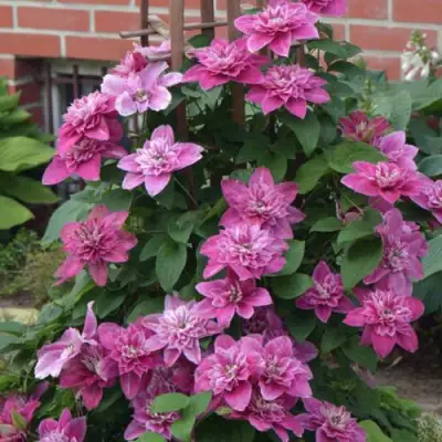 Клематис МАЙ ДАРЛИНГ  в Слониме