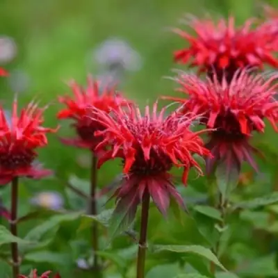 Монарда ПАНОРАМА РЕД в Слониме