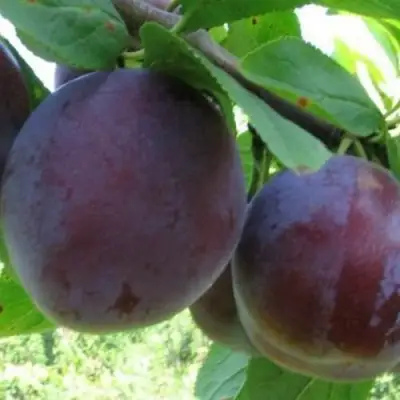 Слива СТАРТОВАЯ в Слониме