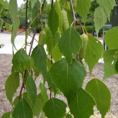 Береза ФАСЦИНЕЙШЕН белая  в Слониме