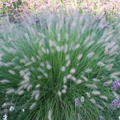 Пеннисетум ХАМЕЛН в Слониме
