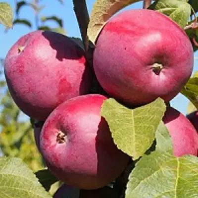 Яблоня ЗОРКА в Слониме