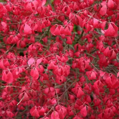 Бересклет КОМПАКТУС  в Слониме