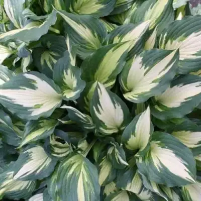 Хоста КРИСМАС КЭНДИ гибридная в Слониме