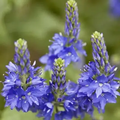 Вероника австрийская в Слониме