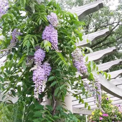 Глициния макростахия БЛЮ МУН в Слониме