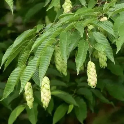 Граб японский в Слониме