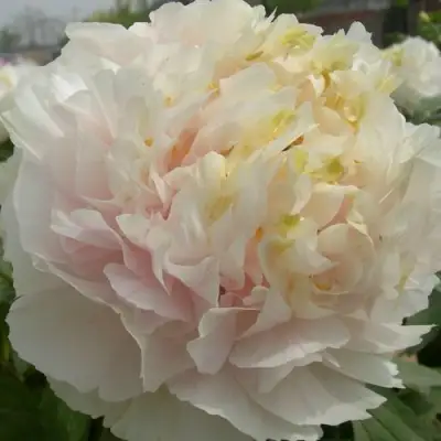 Пион ЗОЛОТОЙ ИЗУМРУД древовидный в Слониме