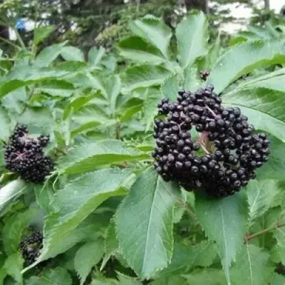 Бузина черная КЛАДЗЕЗЬ в Слониме