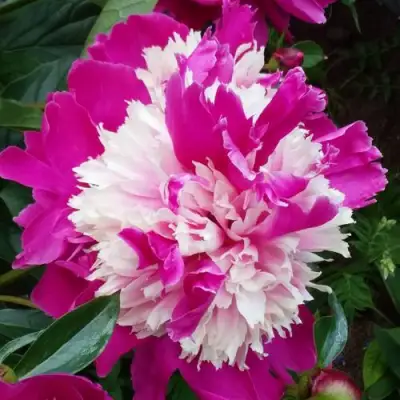 Пион КАПЛЯ РОСЫ травянистый в Слониме