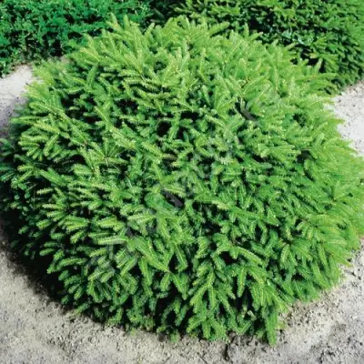 Ель НИДИФОРМИС обыкновенная в Слониме