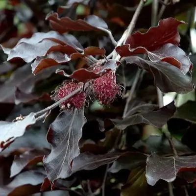 Бук лесной АТРОПУНИЦЕА в Слониме
