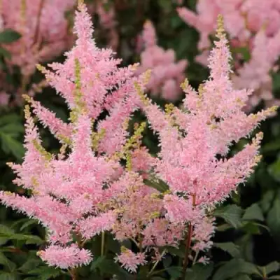 Астильба ЮНИК САЛМОН гибридная в Слониме