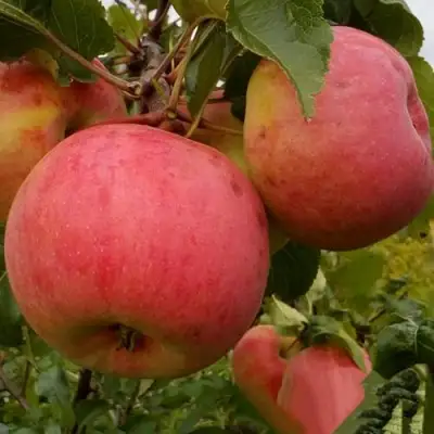 Яблоня БОЛОТОВСКОЕ в Слониме