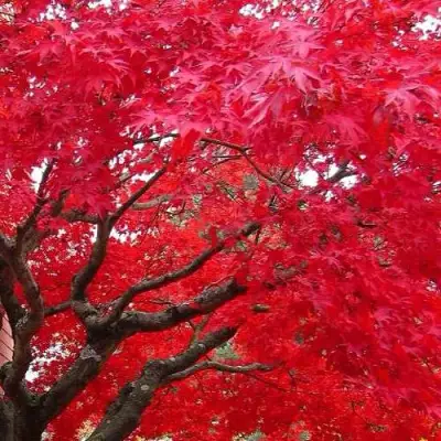 Клен гиннала  в Слониме