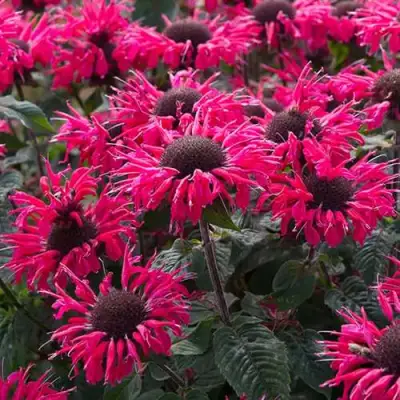 Монарда БИ МЭРИ гибридная в Слониме